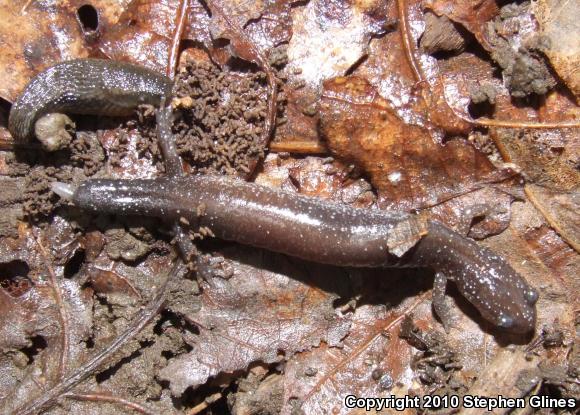 Eastern Red-backed Salamander (Plethodon cinereus)