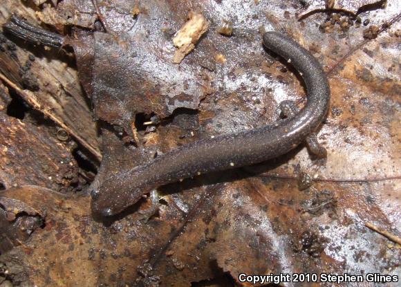 Eastern Red-backed Salamander (Plethodon cinereus)