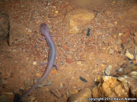 Grotto Salamanders (Typhlotriton)