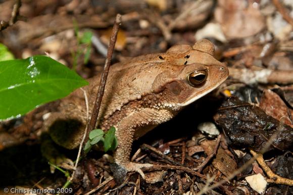 Southern Gulf Coast Toad (Ollotis valliceps)