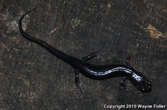 Southern Gray-cheeked Salamander (Plethodon metcalfi)