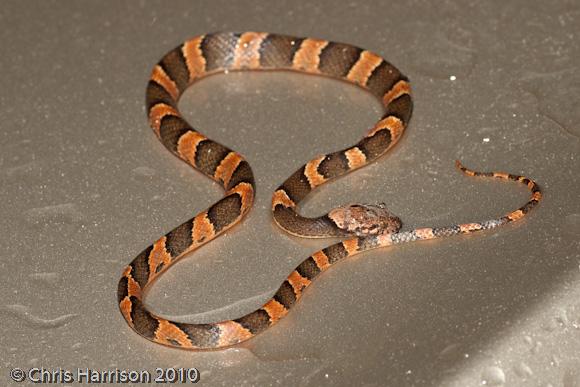 Malleis's Cat-eyed Snake (Leptodeira frenata malleisi)