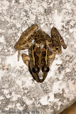 Brown's Leopard Frog (Lithobates brownorum)