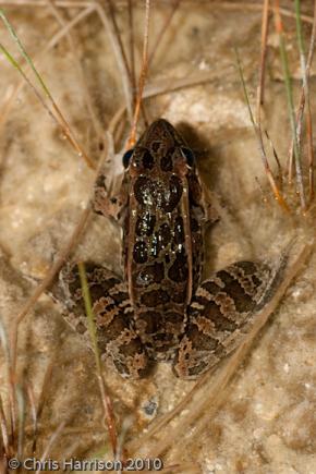 Brown's Leopard Frog (Lithobates brownorum)