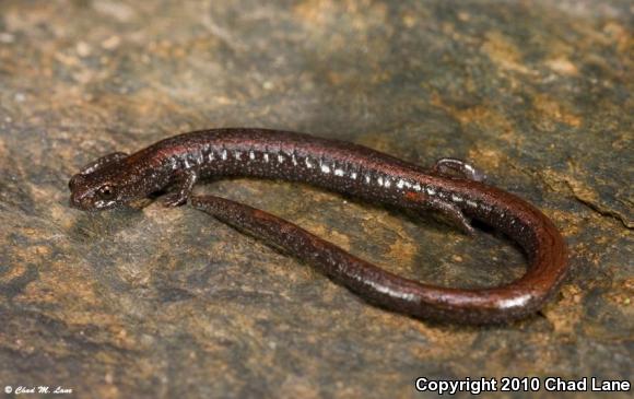 Hell Hollow Slender Salamander (Batrachoseps diabolicus)