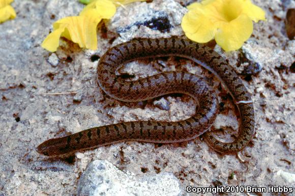 Tamaulipan Hook-nosed Snake (Ficimia streckeri)