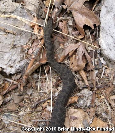 Narrow-headed Gartersnake (Thamnophis rufipunctatus)