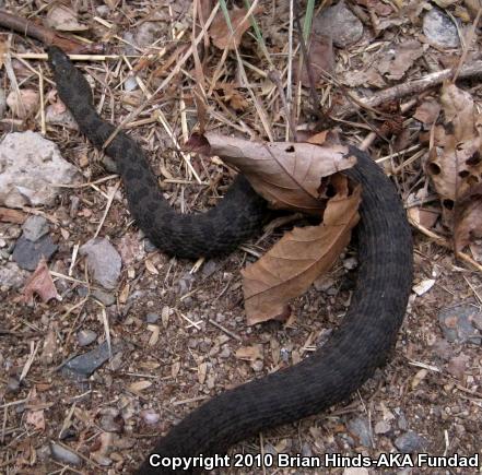 Narrow-headed Gartersnake (Thamnophis rufipunctatus)