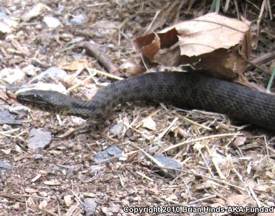 Narrow-headed Gartersnake (Thamnophis rufipunctatus)