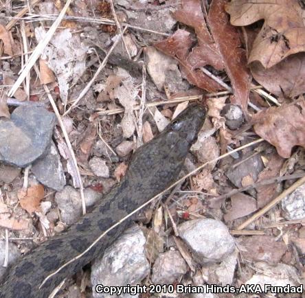 Narrow-headed Gartersnake (Thamnophis rufipunctatus)