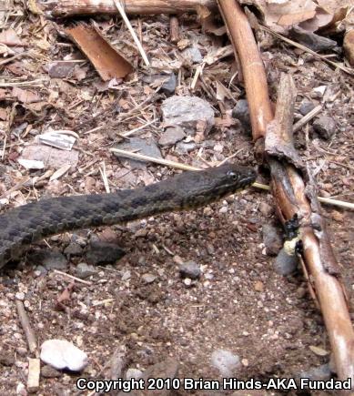 Narrow-headed Gartersnake (Thamnophis rufipunctatus)