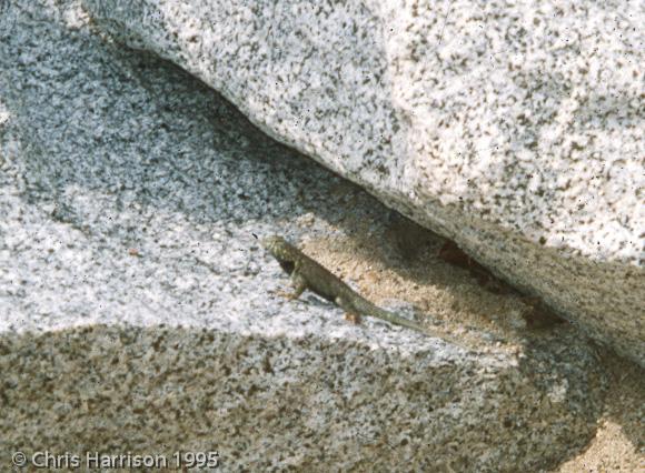 Hunsaker's Spiny Lizard (Sceloporus hunsakeri)