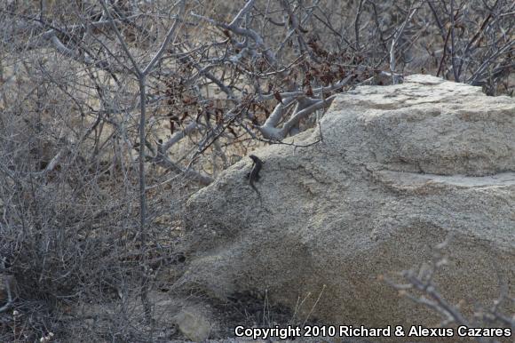 Hunsaker's Spiny Lizard (Sceloporus hunsakeri)