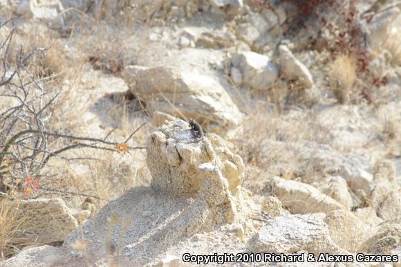 Hunsaker's Spiny Lizard (Sceloporus hunsakeri)