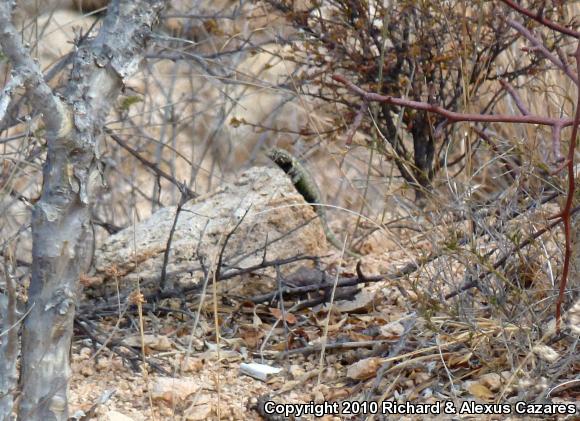 Hunsaker's Spiny Lizard (Sceloporus hunsakeri)