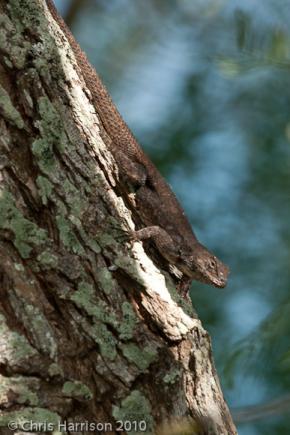 Mesquite Lizard (Sceloporus grammicus microlepidotus)