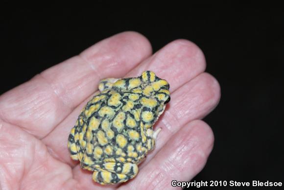 Sonoran Green Toad (Anaxyrus retiformis)