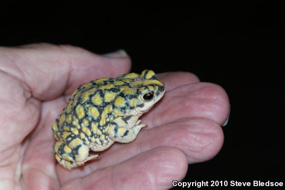 Sonoran Green Toad (Anaxyrus retiformis)