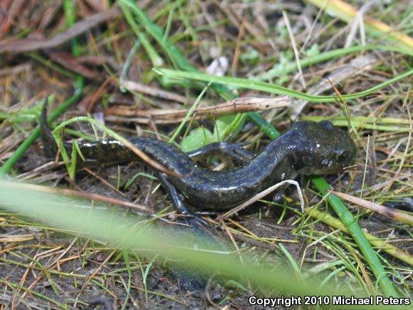 Southern Long-toed Salamander (Ambystoma macrodactylum sigillatum)