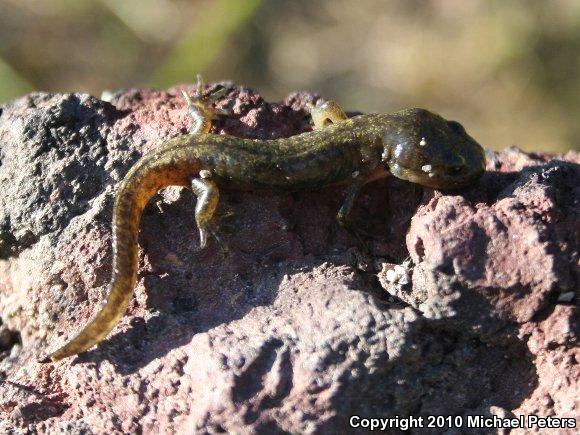 Southern Long-toed Salamander (Ambystoma macrodactylum sigillatum)