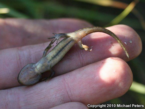 Southern Long-toed Salamander (Ambystoma macrodactylum sigillatum)