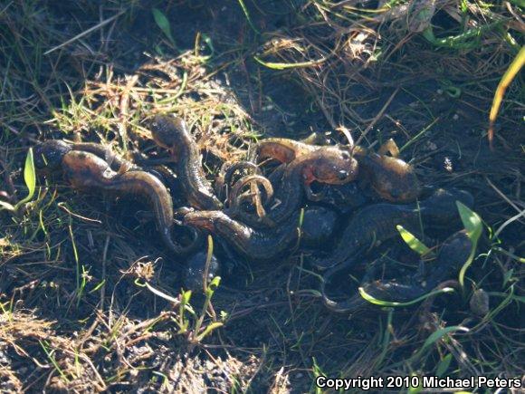 Southern Long-toed Salamander (Ambystoma macrodactylum sigillatum)