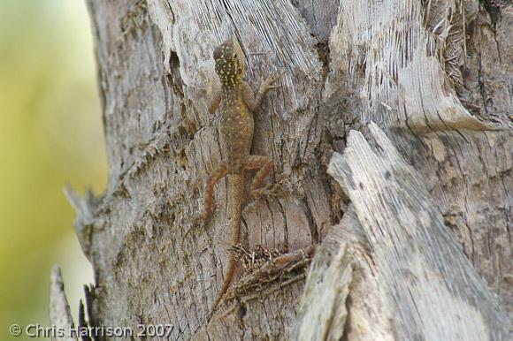 West African Rainbow Lizard (Agama agama africana)