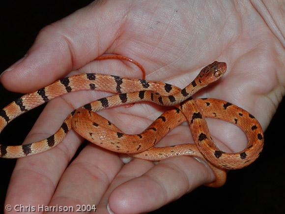 Central American Tree Snake (Imantodes gemmistratus)