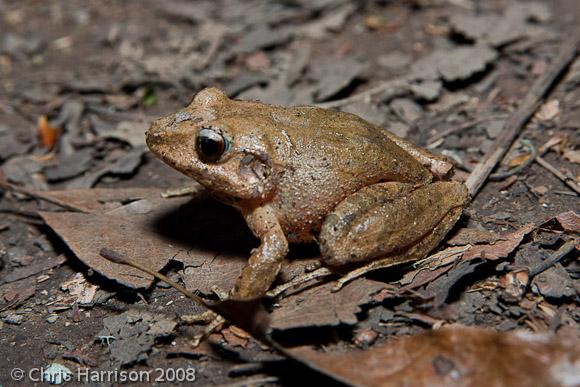 Volcan San Martin Robber Frog (Craugastor loki)