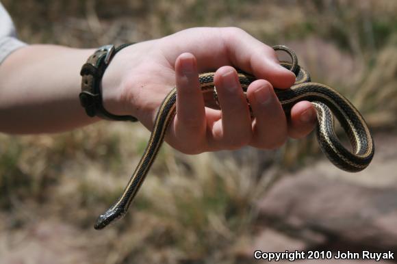 Arid Land Ribbonsnake (Thamnophis proximus diabolicus)