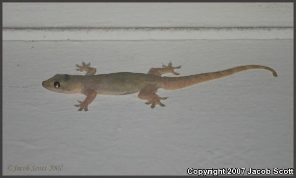 Flat-tailed House Gecko (Cosymbotus platyurus)
