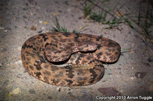 Mottled Rock Rattlesnake (Crotalus lepidus lepidus)