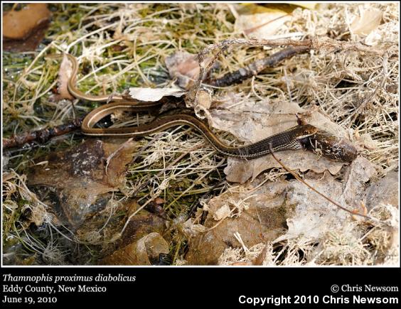 Arid Land Ribbonsnake (Thamnophis proximus diabolicus)