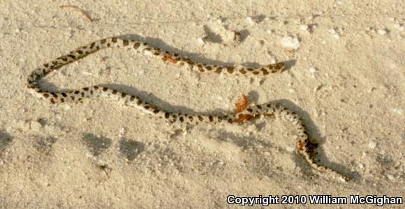 Short-tailed Snake (Lampropeltis extenuata)