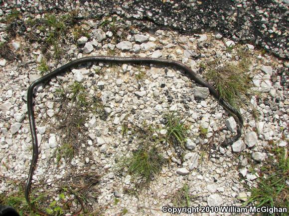 Central Texas Whipsnake (Coluber taeniatus girardi)