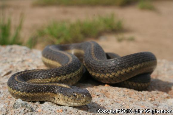 Giant Gartersnake (Thamnophis gigas)