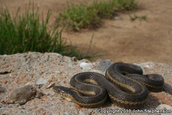 Giant Gartersnake (Thamnophis gigas)