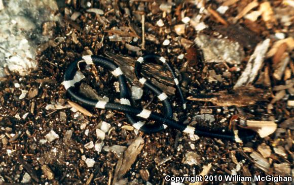 Snail-eating Thirst Snake (Dipsas brevifacies)