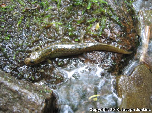 Shovel-nosed Salamander (Desmognathus marmoratus)