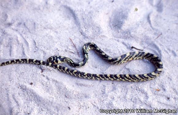 Tiger Tree Snake (Spilotes pullatus mexicanus)