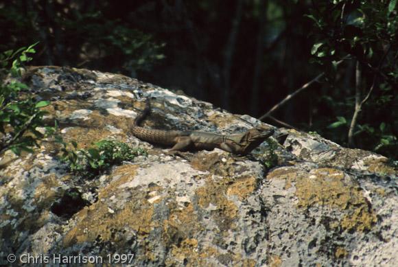 Mexican Spiny-tailed Iguana (Ctenosaura acanthura)