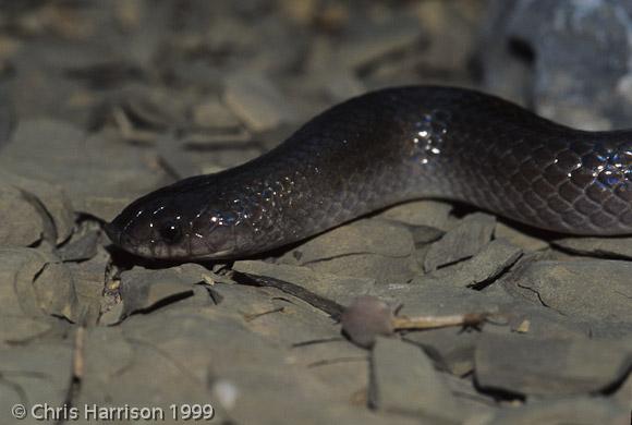 Brown Hook-nosed Snake (Ficimia olivaceus)