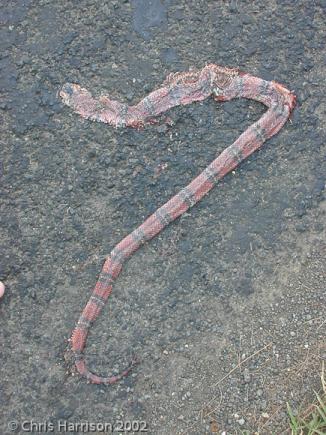 Veracruz Milksnake (Lampropeltis triangulum polyzona)