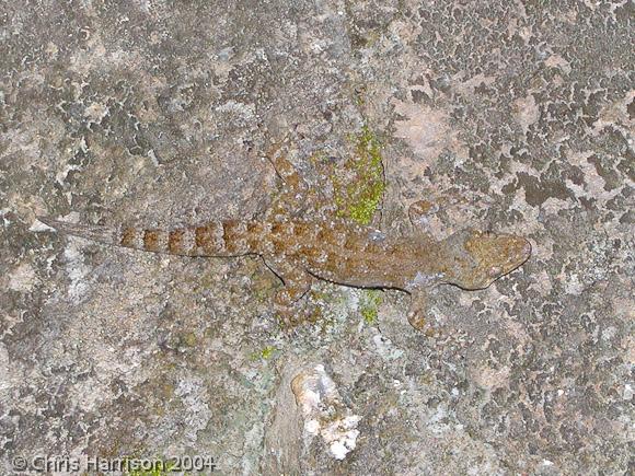 Tuniptail Gecko (Thecadactylus rapicaudus)