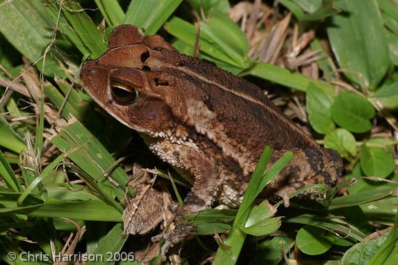 Southern Gulf Coast Toad (Ollotis valliceps)