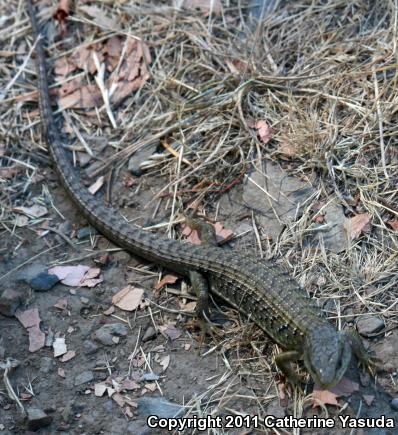 Shasta Alligator Lizard (Elgaria coerulea shastensis)