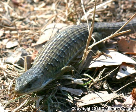 Shasta Alligator Lizard (Elgaria coerulea shastensis)