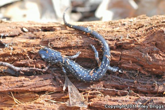 Ocmulgee Slimy Salamander (Plethodon ocmulgee)