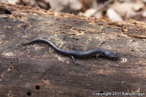 Savannah Slimy Salamander (Plethodon savannah)