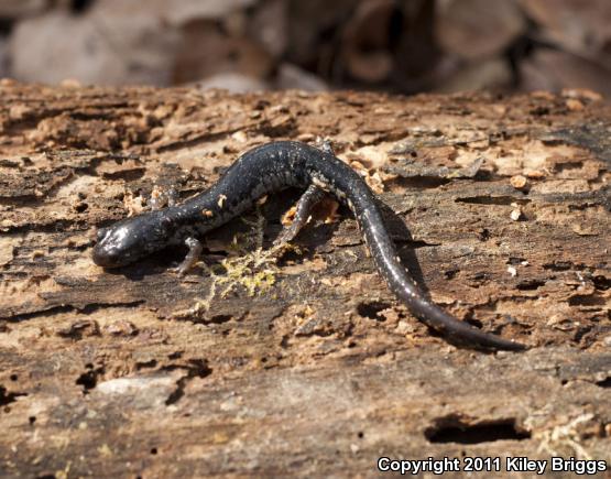 Savannah Slimy Salamander (Plethodon savannah)